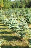 Blue Spruce